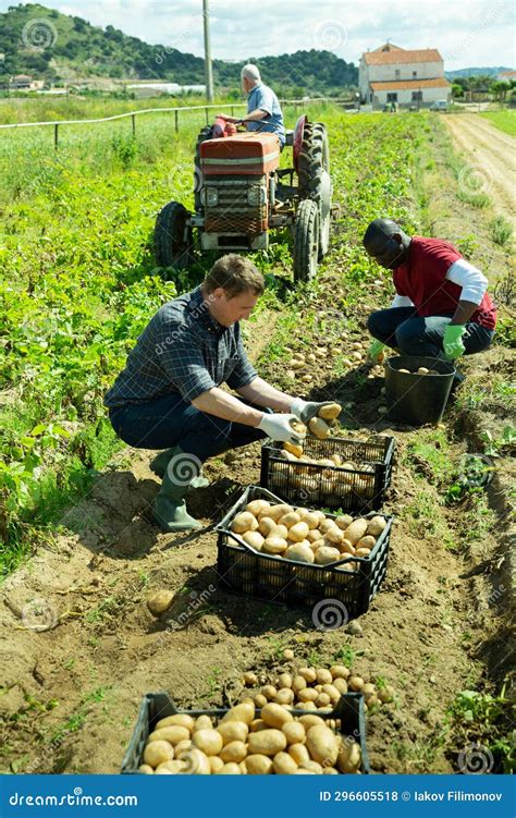 Two Farm Workers Harvesting Potato Stock Photo Image Of Gathering