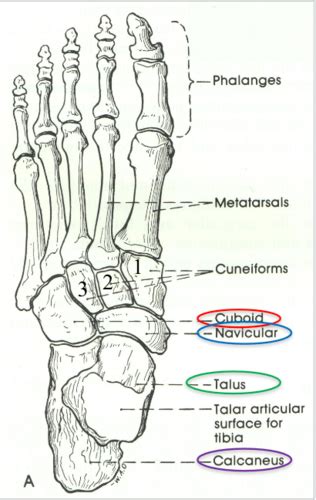 Leg Ankle Foot Msk Flashcards Quizlet