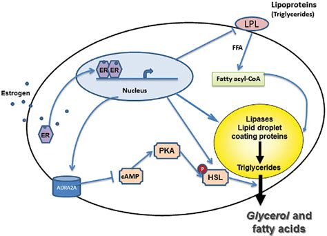 Figure From Implications Of Estrogen Receptor Alpha And Estrogen