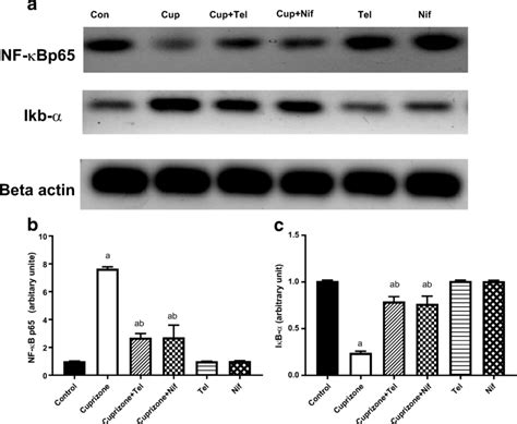 Effect Of Telmisartan Or Nifedipine On Cuprizone Induced Alterations In