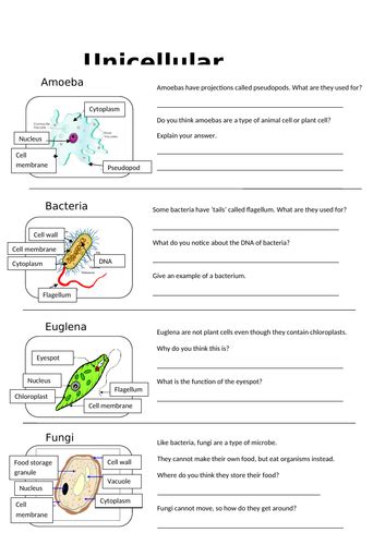 Ks3 Year 7 Cells Unicellular Organisms Teaching Resources