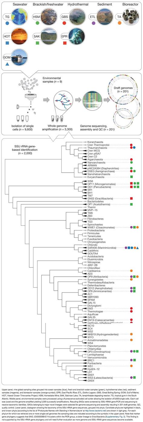 Single Cell Genomics At Scale Genome Sequencing Enhances Our