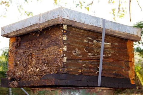 Zambian Honey Producers Break Into Eu Market African Farming