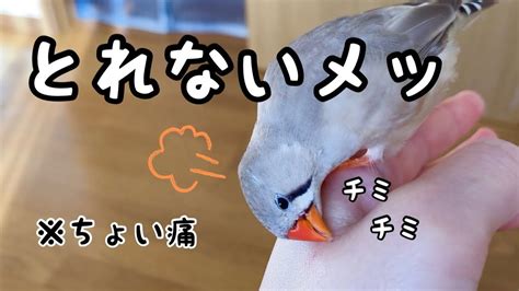 【笑】キンカチョウが必死に取ろうとしたものは Youtube