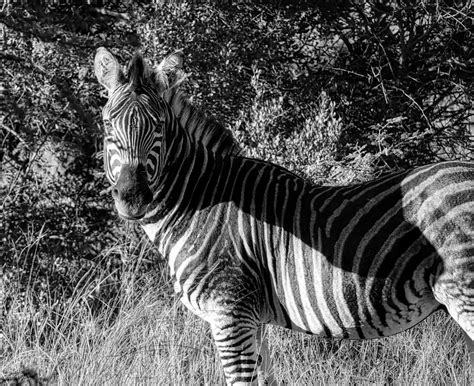 Riding The Horizon: How the Zebra got his stripes - African Fable