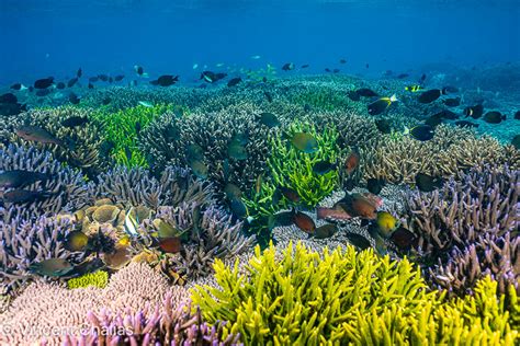 Coral Reef Conservation, through Community building. - Ocean Gardener