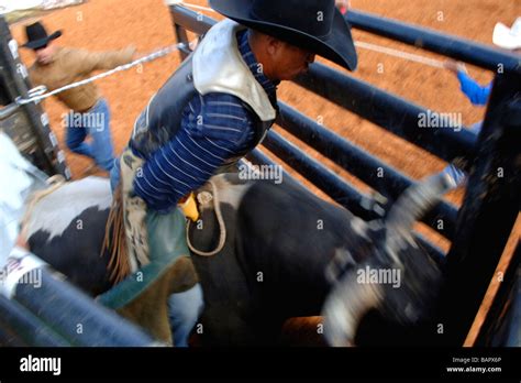 Rodeo bull rider performance at the Texas State Fair rodeo arena/Dallas ...