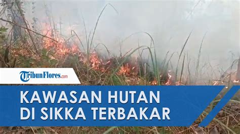 News Update Hutan Lindung Egon Ilinmedo Di Desa Egon Buluk Sikka