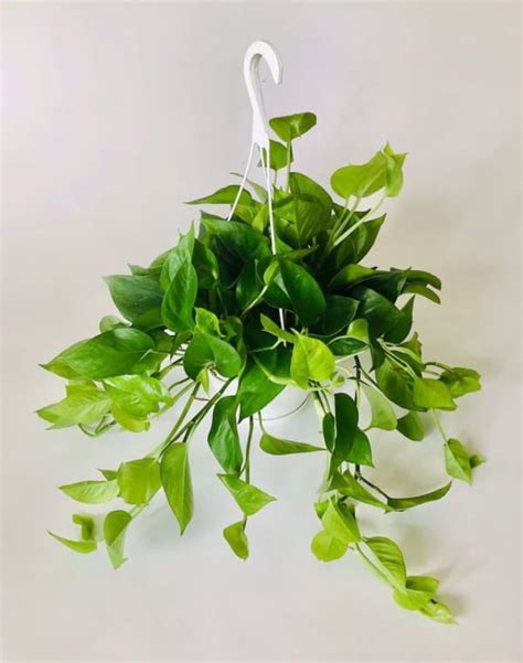 08 Pothos Jade Hanging Basket Hanging Baskets East Coast Tropicals