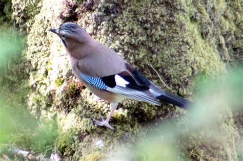 Jay Garrulus Glandarius Irish Birding