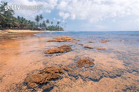 Coral Reef At Hikkaduwa Sri Lanka Indian Ocean Lagoon With Palm Trees