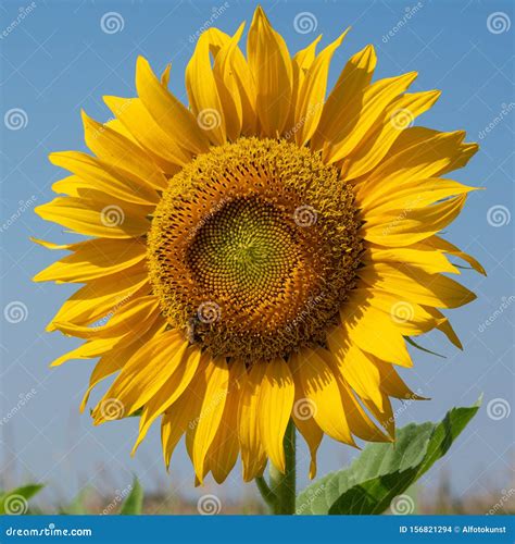 Girasol Helianthus Annuus Foto De Archivo Imagen De Exterior 156821294