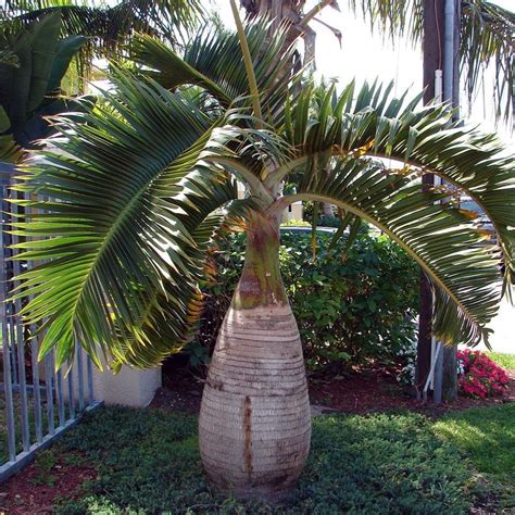 Bottle Palm Tree Plant It Tampa Bay