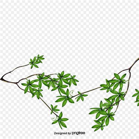 Rama De árbol PNG Clipart De Rama Ramas Hojas Verdes PNG y PSD para