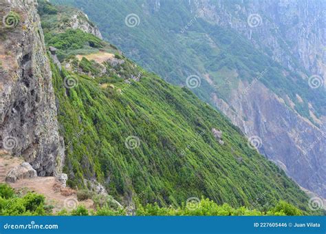 último Trecho De Floresta Litorânea De Laurisilva Ao Longo Da Vereda Da