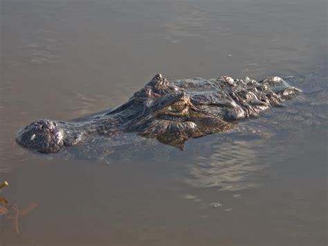 Argentina wildlife tour | Responsible Travel