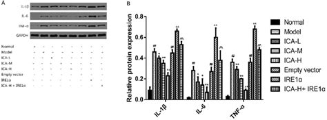 ICA Inhibited The Expression And Release Of IL 1b IL 6 And TNF A