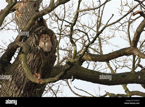 Favourite Tree Hi Res Stock Photography And Images Alamy