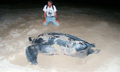 Leatherback Turtle Sea Turtles Species Wwf