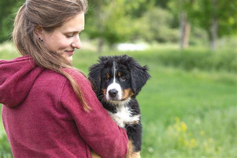 Berner Sennenhunde Vun De Warfendeern Berner Sennenhunde Z Chter