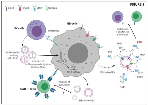 IJMS Free Full Text The Role Of Extracellular Vesicles In The