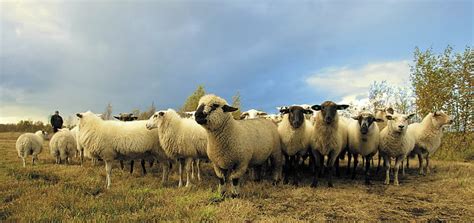 Free photo: animals, clouds, grass, herd, sheep, sky | Hippopx