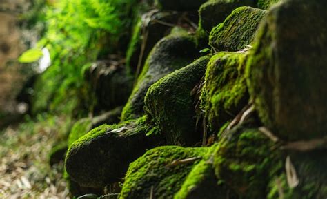 premium photo pictures  mountain landscapes  sapa lao cai vietnam