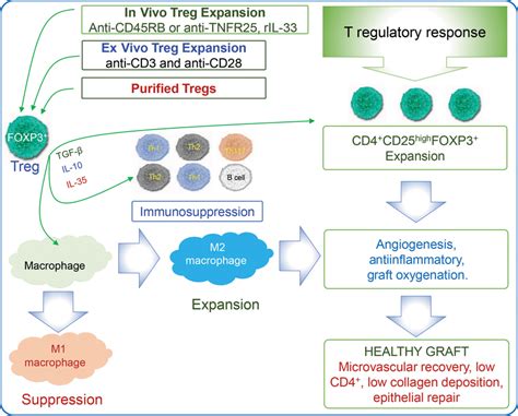 Treg Therapy And Immunotolerance This Demonstrates Ex Vivo And In Vivo