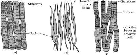 Describe on Muscle Tissue - QS Study