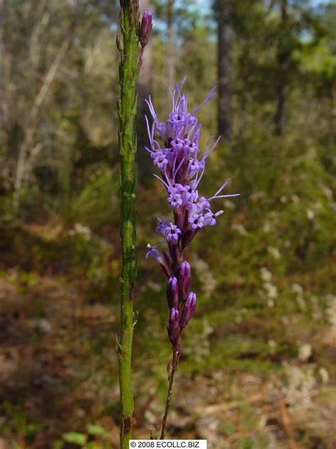 Liatris Tenuifolia Flower Stem Leaves BU Bob Upcavage Flickr