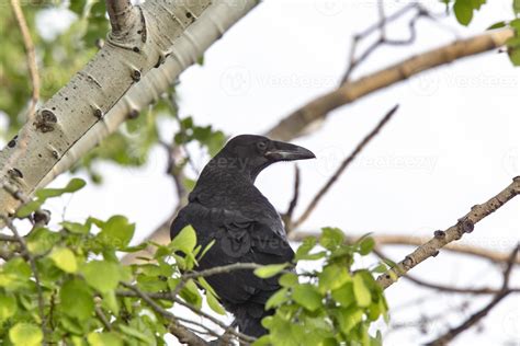 Raven in Tree 5182271 Stock Photo at Vecteezy