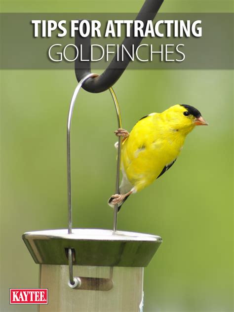 How To Attract Finches To Your Feeders Artofit