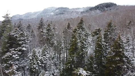 Winter Snow Forest HD Free Stock Video Footage