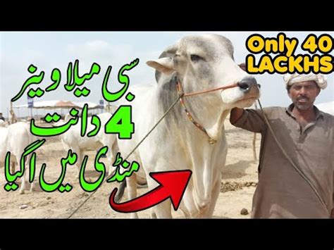 40 Lackhs Demand Of SIBBI MELA WINNER2023 Sibbi Bull Rates