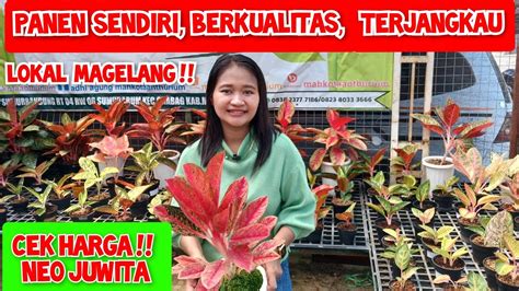 Harga Aglonema Neo Juwita Ready Aglaonema Koleksian Rare Item Paling