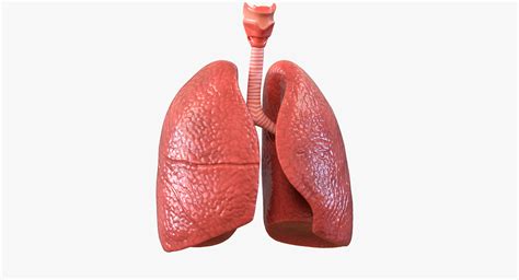 3D Model Lung Anatomy - TurboSquid 1214480