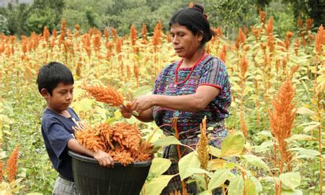 Mayan Farming