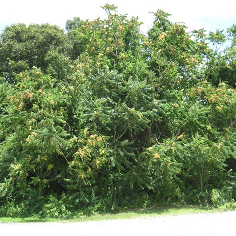 Invasive Trees And Shrubs Go Native Long Island