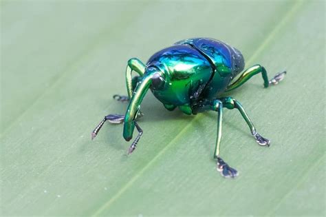 A Green And Blue Bug Sitting On Top Of A Leaf