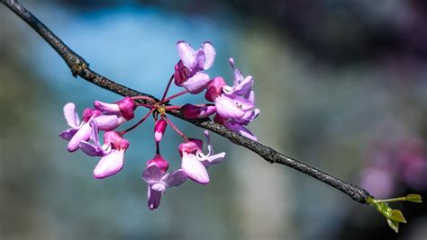 Redbud Branches and Leaves – DaleDucatte.com