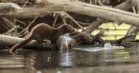 Learn About Mink in Ohio - History, Habitat, and More! - A-Z Animals