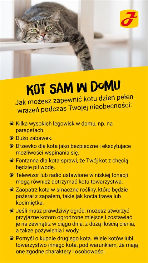 Ile maly kot może być sam w domu Fundacja dla kociąt osieroconych