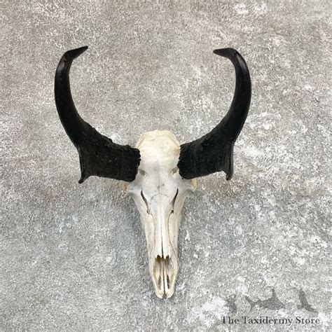 Pronghorn Skull And Horns European Mount For Sale 26601 The Taxidermy