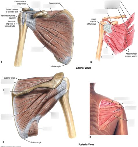 Rotator Cuff Diagram Quizlet