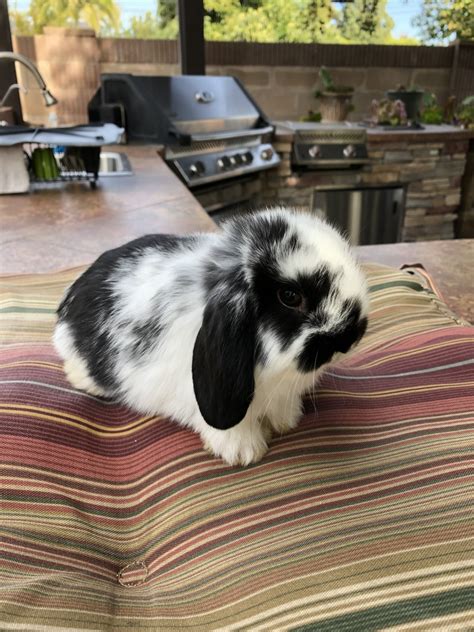 Holland Lop Rabbits For Sale | Downey, CA #289992