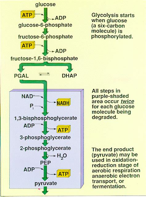 Flow Sheet Diagram Of Glycolysis Glycolysis Explained In 10