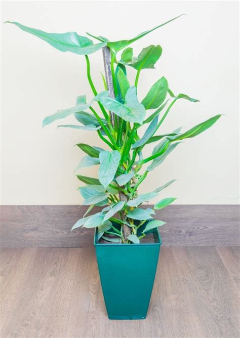 10 Easy Houseplants Anyone Can Grow Thegoodstuff