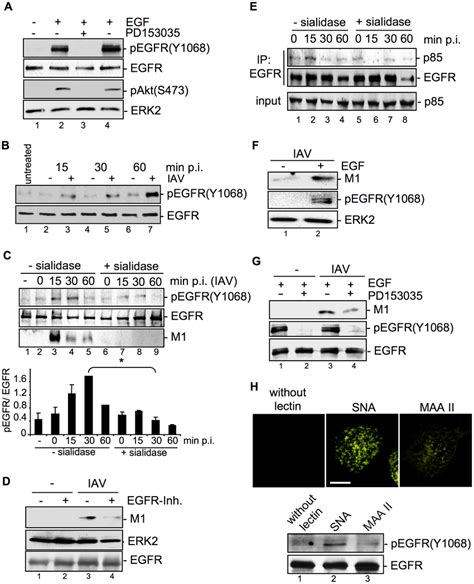 Egfr Kinase Activity Is Induced Upon Viral Attachment And Is Required