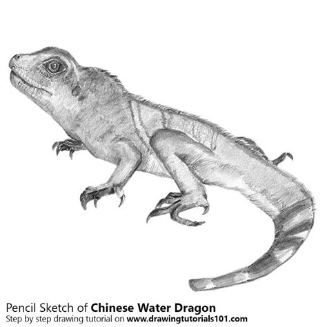 Chinese water dragon Pencil Drawing - How to Sketch Chinese water ...