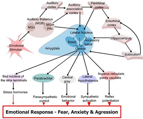 Amygdala function, location & what happens when amygdala is damaged